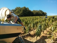 D�gustation au caveau !